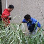Juniors Jackson Yoo and Andy Zhang weed the garden outside the main entrance after school on Tues., Oct. 14.
